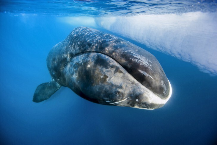 2. Гренландские киты (211 лет).