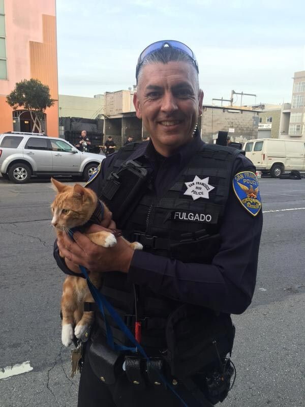 Как полиция задержала преступника-самоубийцу при помощи кота