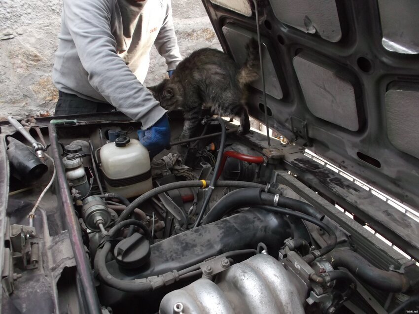 мяустер по ремонту