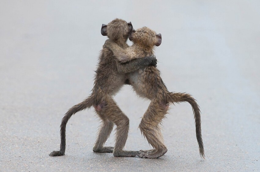 26. «Последнее танго». (Фото Tony Dilger | Comedy Wildlife Photography Awards)