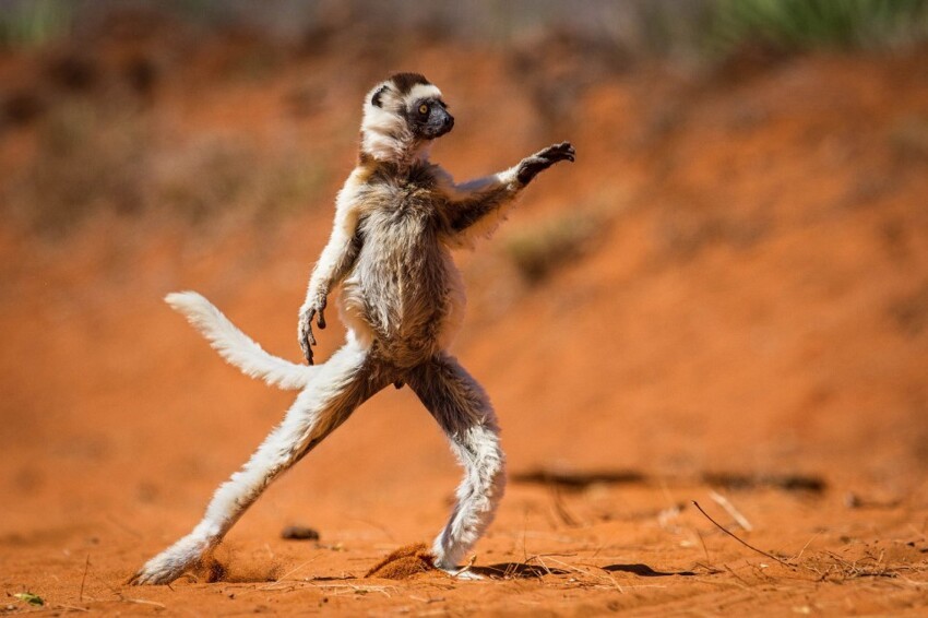 27. Сифака-танцор. (Фото Alison Buttigieg | Comedy Wildlife Photography Awards)