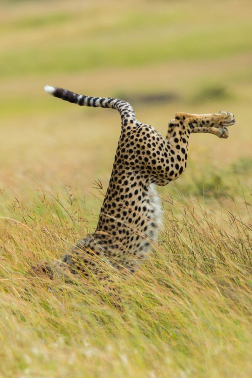 10. Запатентованный тип охоты. (Фото Mohammed Alnaser | Comedy Wildlife Photography Awards)