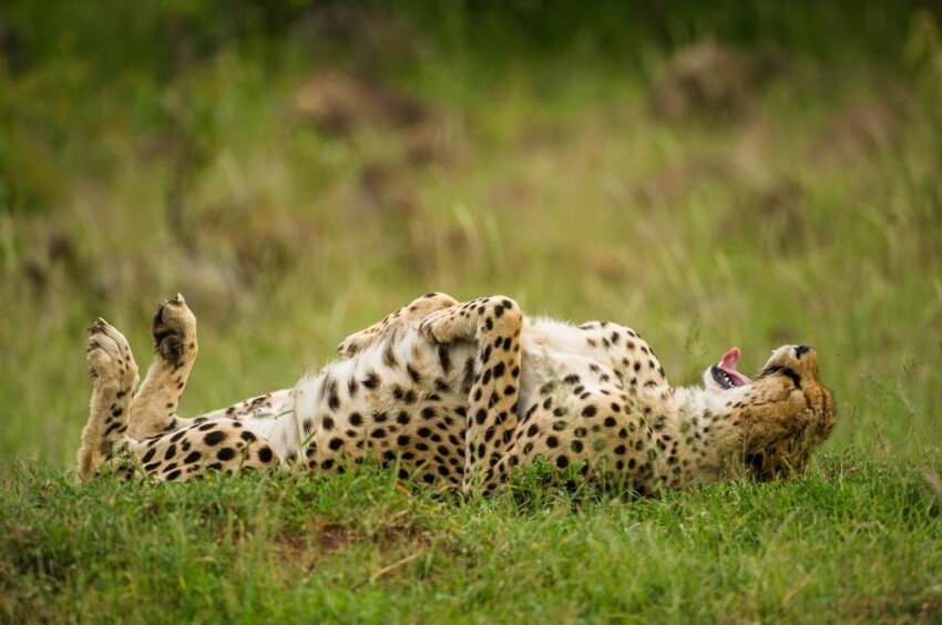 11. Отличная шутка! (Фото Jeff Derx | Comedy Wildlife Photography Awards)