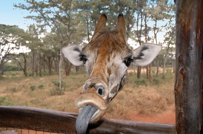 17. Дразнится. (Фото Steven Biddlecombe | Comedy Wildlife Photography Awards)