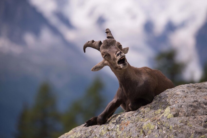 18.  Обхохотаться. (Фото Yuzuru Masuda | Comedy Wildlife Photography Awards)