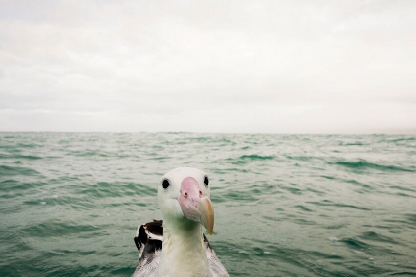 3. «Что тут происходит?» Любопытно альбатрос. (Фото Sebastian Kennerknecht | Comedy Wildlife Photography Awards)