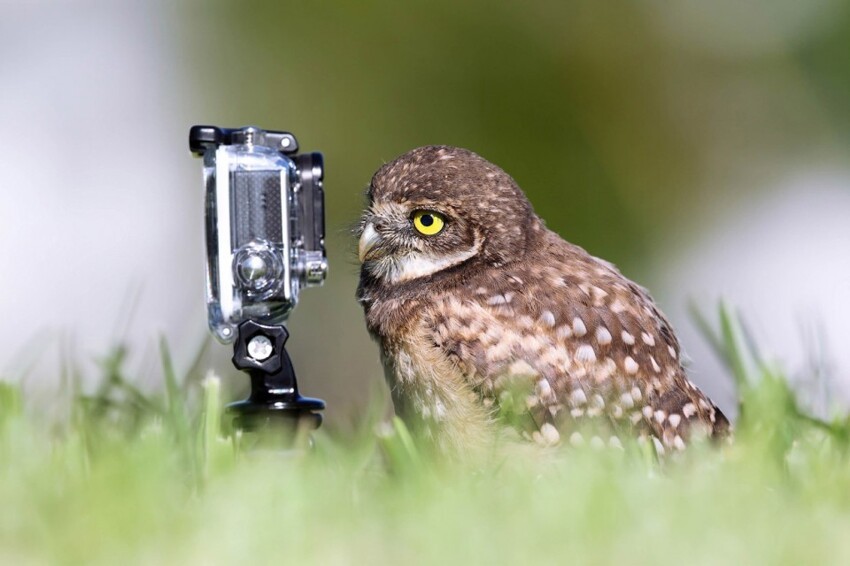 6. «Мастер селфи». (Фото Megan Lorenz | Comedy Wildlife Photography Awards)