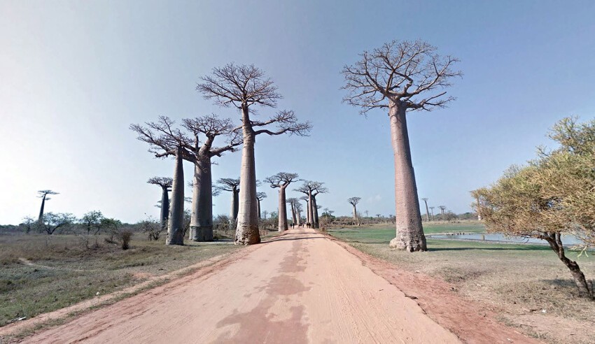 23. Аллея баобабов на Мадагаскаре. (Фото Google, Inc.):