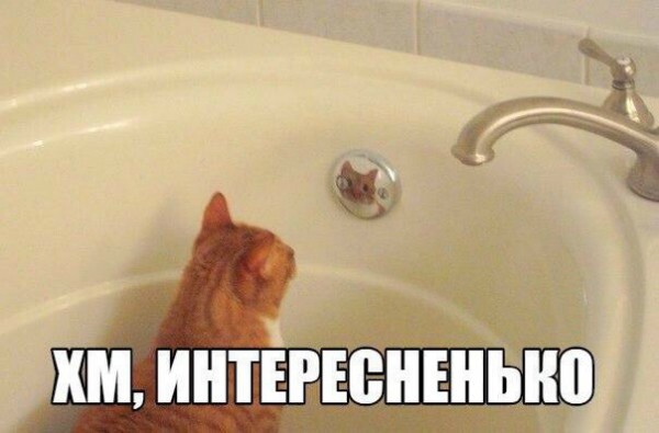 Опять немножко про Котэ