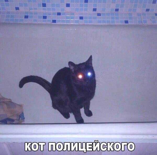 Опять немножко про Котэ