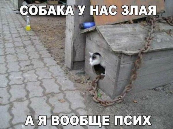 Опять немножко про Котэ