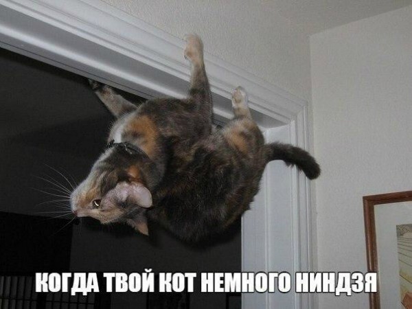 Опять немножко про Котэ