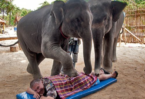 Слон-массажист