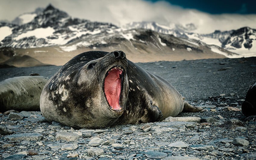 Великолепные снимки Антарктиды фотографа Алекса Бернаскони