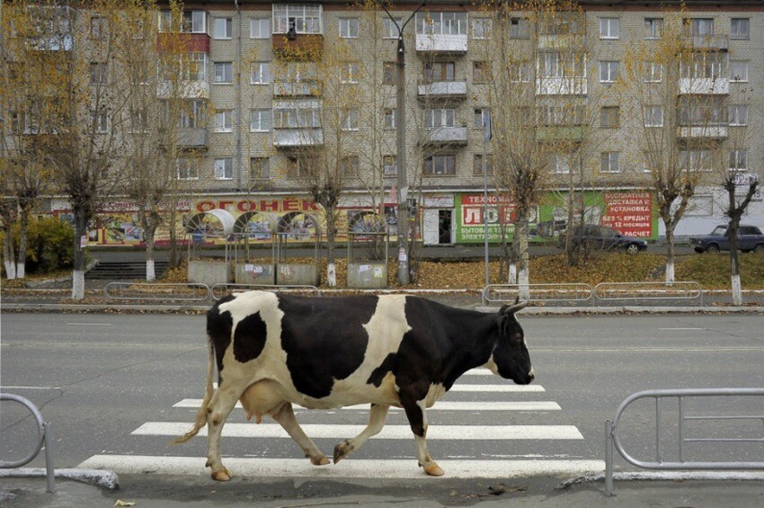 Уличная фотография Александра Петросяна