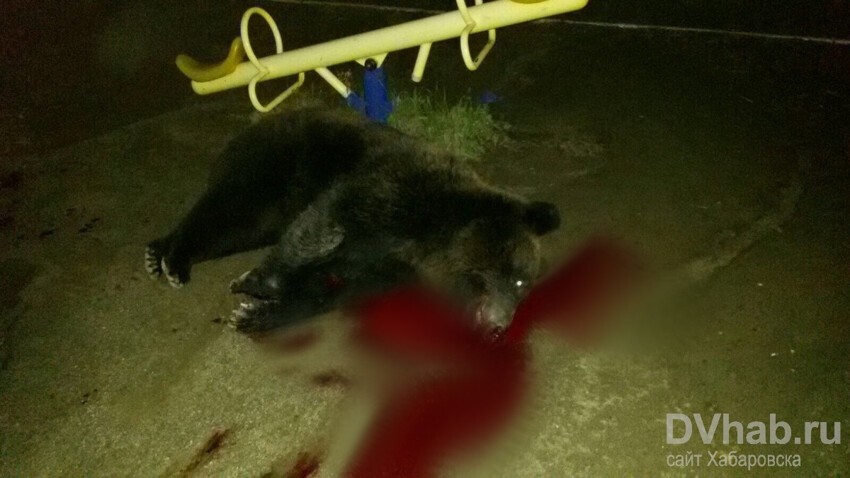 Медведь устроил погром в торговом центре Хабаровска, а затем ворвался в детский сад