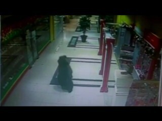 Медведь устроил погром в торговом центре Хабаровска, а затем ворвался в детский сад 