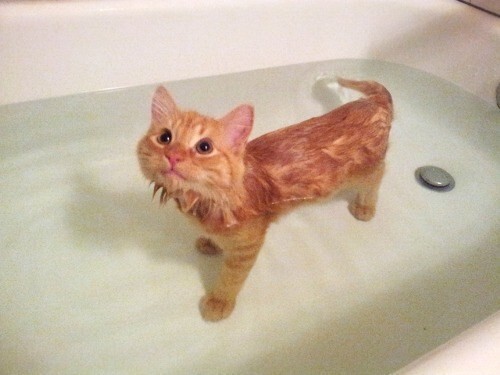 27. Может быть, моё предназначение - быть совсем не котом? Иначе почему же мне так хорошо в воде?