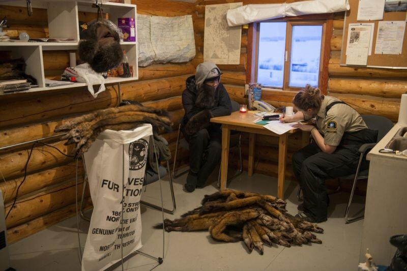 Спорная индустрия добычи меха на Северо-Западных территориях