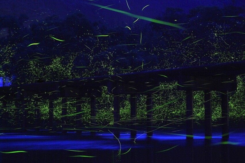 9. Бесчисленные стаи светлячков над рекой Шиманто, Япония.
