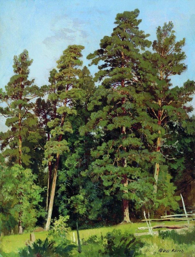 Сосновый лес (2).