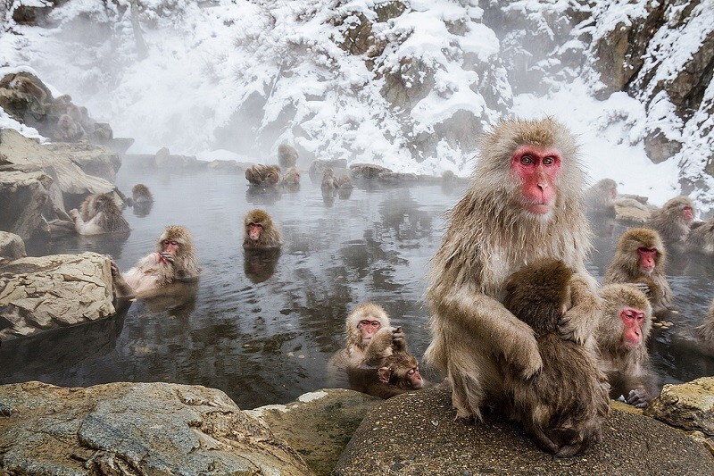 Джигокудани - парк снежных обезьян, Япония