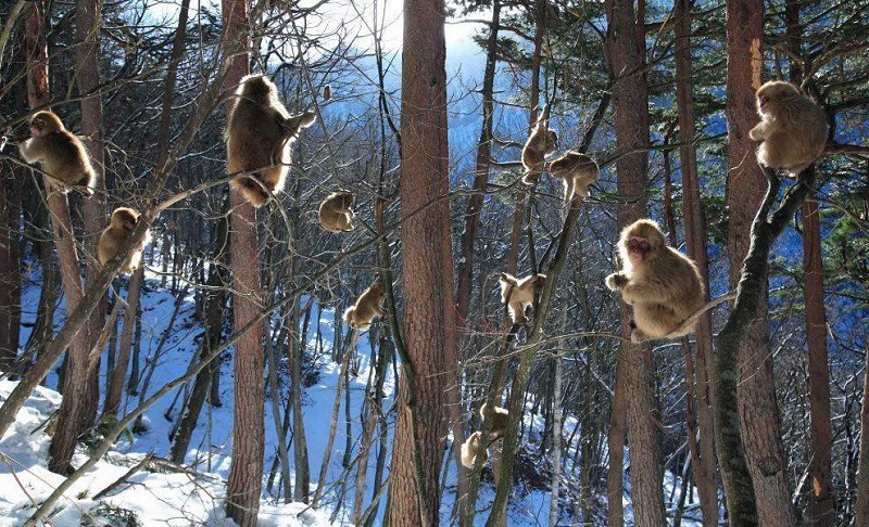 Джигокудани - парк снежных обезьян, Япония