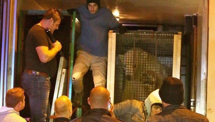 Нелегалы пытались попасть в Великобританию в одном грузовике с русским медведем