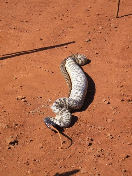 Змея съела игуану 