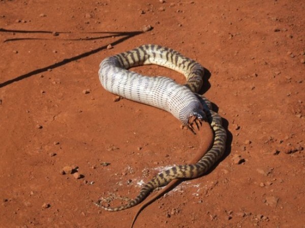 Змея съела игуану 