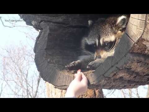 Жизнь Енотовны в двух словах 