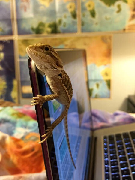 Игуана на ноутбуке 
