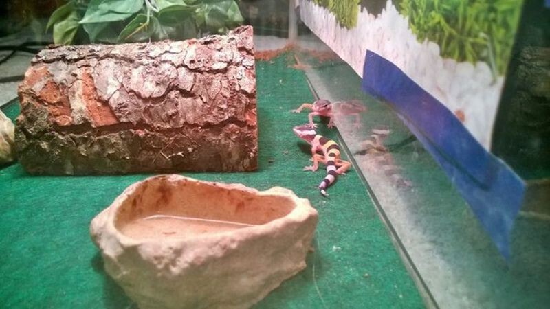 Как рождаются гекконы