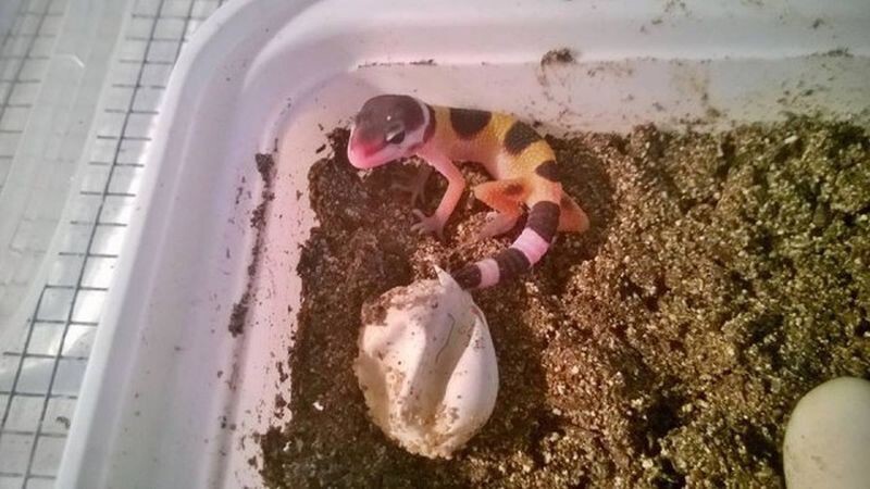 Как рождаются гекконы