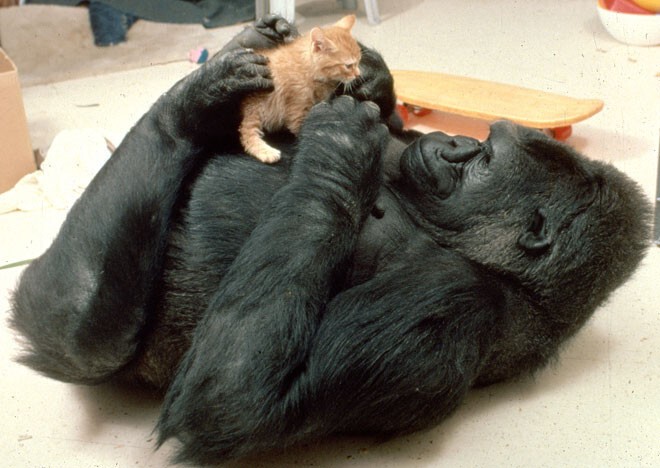 Фонд помощи гориллам надеется, что изображения и видео Коко, играющей с котятами, привлечёт внимание к редким видам животных, нуждающимся в защите. 