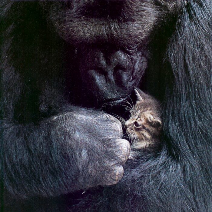 Знакомьтесь - это Коко, очень эмоциональная и умная горилла, у которой никогда не было своих детёнышей. 
