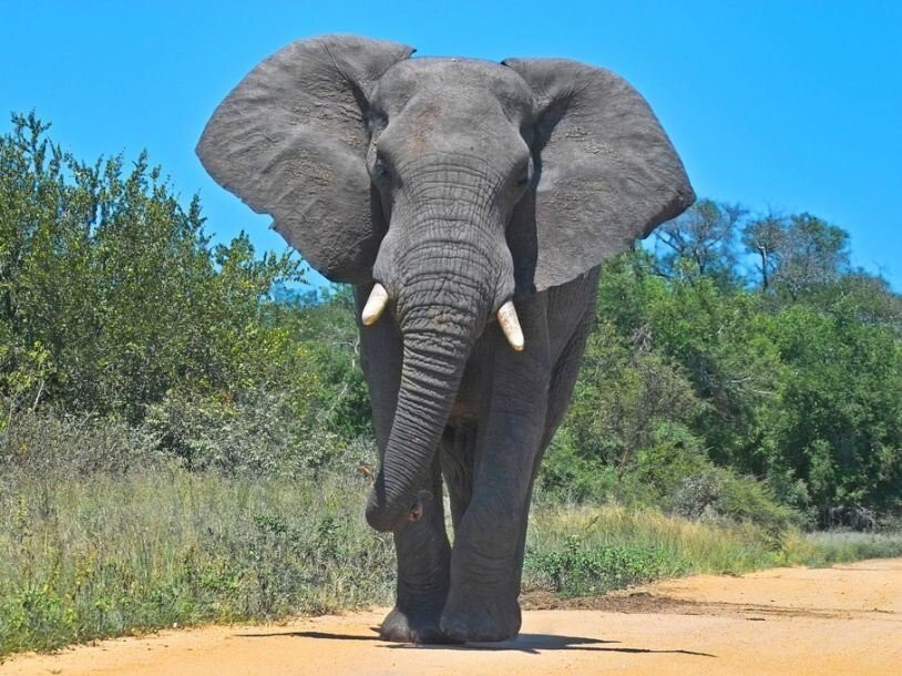7. Африканский слон