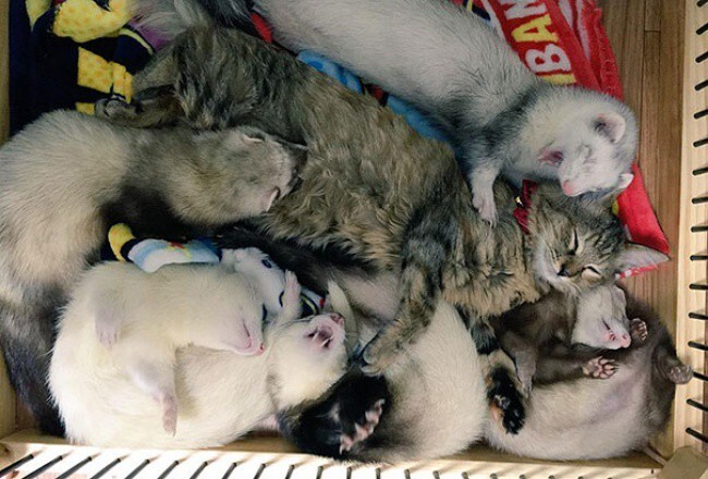 Котенок попал в семью к хорькам и теперь он думает, что он хорек.