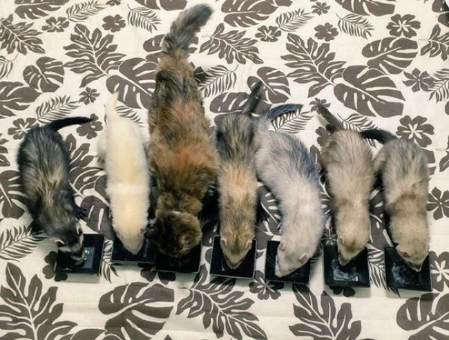 Котенок попал в семью к хорькам и теперь он думает, что он хорек.