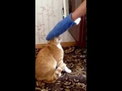 Нападение кота на своего хозяина 