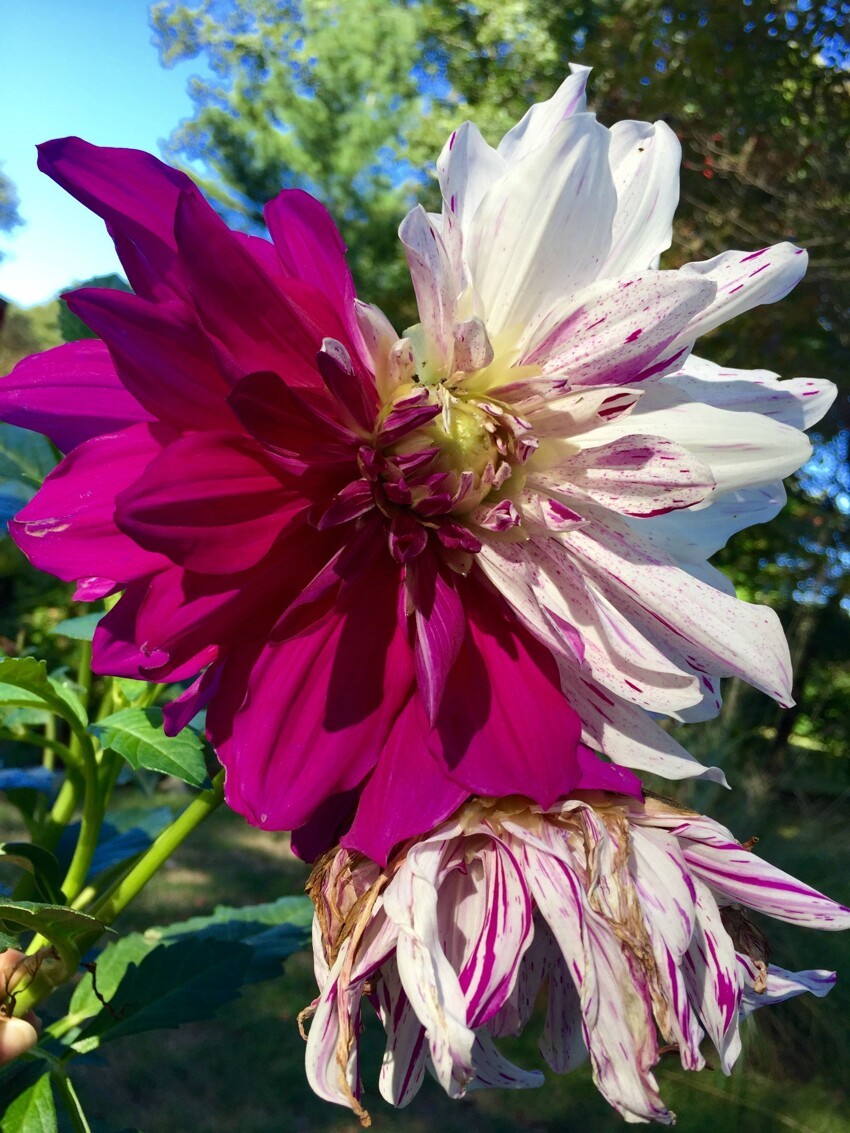 Потрясающий цветок