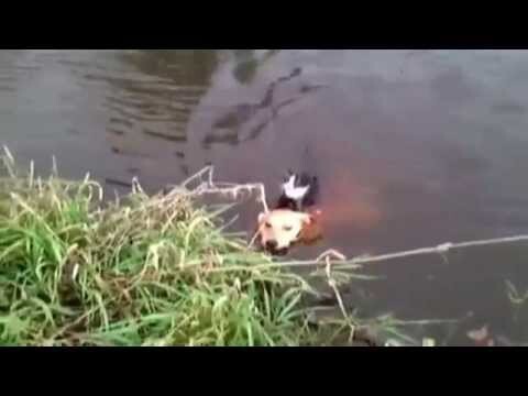 Собакен помогает котейке который не умеет плавать 