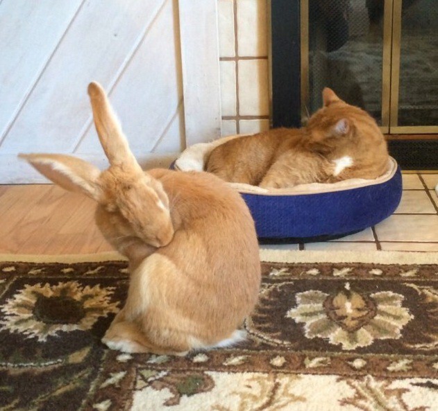Удивительная дружба между кроликом и котом!
