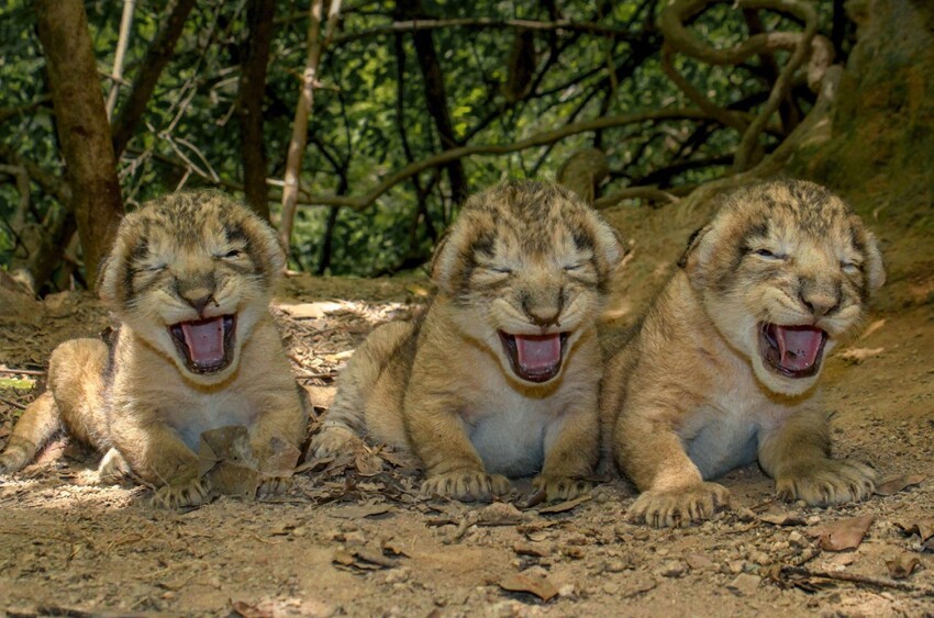 Три львенка 