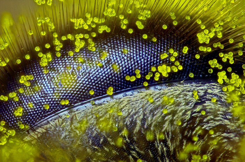 1.  Глаз пчелы (Apis Mellifera), покрытый пыльцой одуванчика при 120-кратном увеличении.