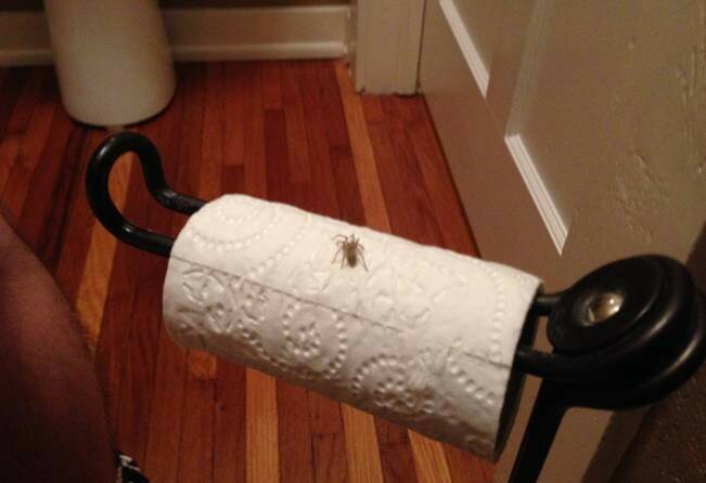 1. Теперь тебе всегда буду казаться пауки на туалетной бумаге. 