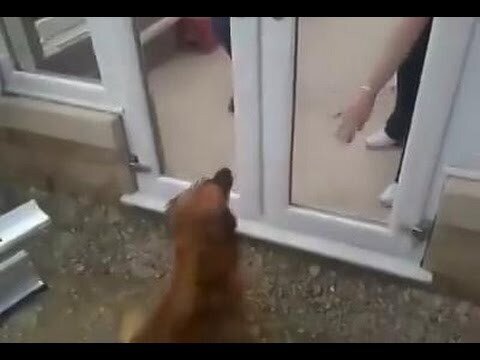 Пёс не разгадал магию дверей 