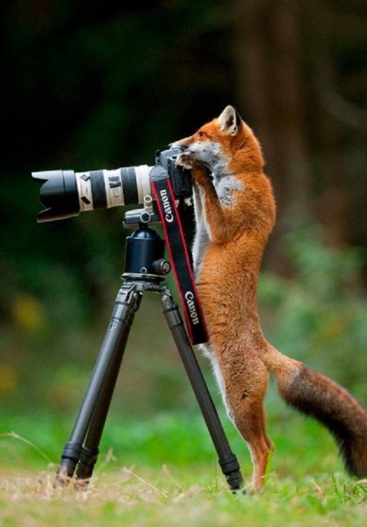 Забавные фотографии животных, которые любят фотографироваться  