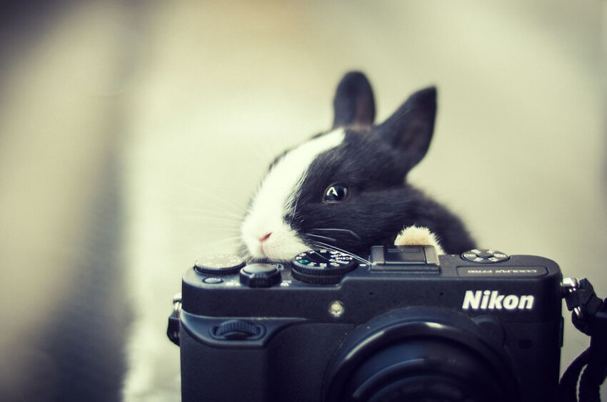 Забавные фотографии животных, которые любят фотографироваться  