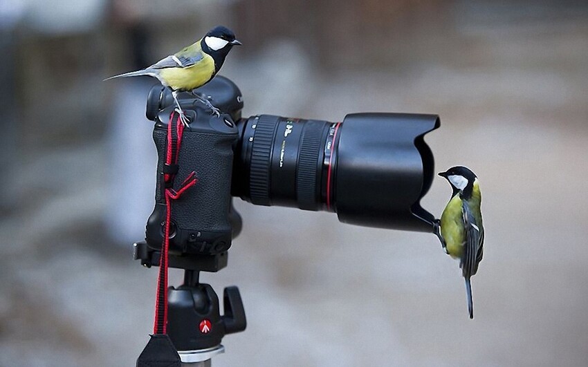 Забавные фотографии животных, которые любят фотографироваться  